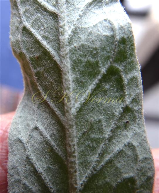   Leaf (Abaxial View)